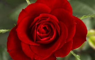 Desire and Marriage: A Paradox?